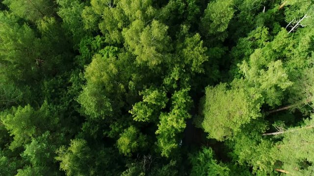 aerial camera follows driving minivans along road in tall thick forest