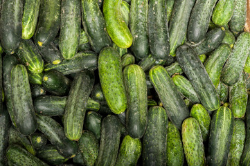 Cucumber background Cucumber harvest