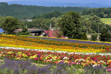 丘の町・美瑛の花畑