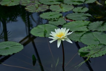 ひっそりと咲く清楚な白い睡蓮