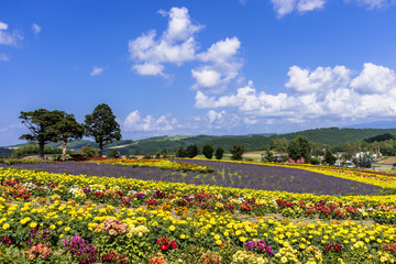 丘の町・美瑛の花畑