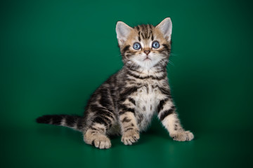 studio photography of an American shorthair cat on colored backgrounds