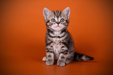 studio photography of an American shorthair cat on colored backgrounds