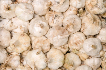 Garlic in bundles dried