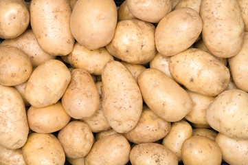 Fresh organic potato stand out among many large background potatos in the market