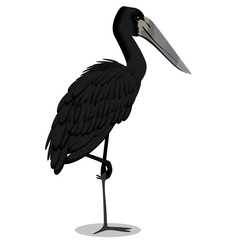African openbill cartoon bird