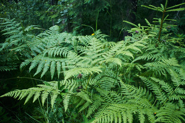 Magic green in the mountains. Picturesque green plants. Mountain landscape. Summer in the mountains. Screensaver. Painting of nature.