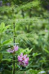 Obraz premium Magic green in the mountains. Picturesque green plants. Mountain landscape. Summer in the mountains. Screensaver. Painting of nature.