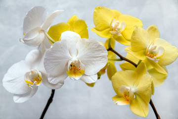 Fototapeta na wymiar White and yellow orchids on white fabric background 
