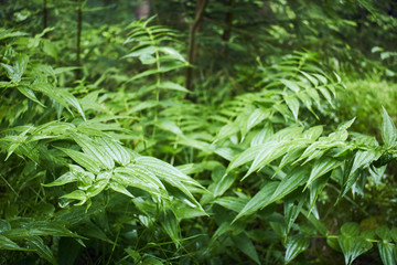 Magic green in the mountains. Picturesque green plants. Mountain landscape. Summer in the mountains. Screensaver. Painting of nature.