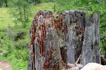 Schädlingsbefall eines Baumstumpfes