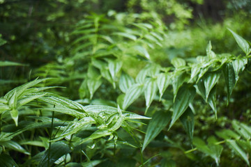 Magic green in the mountains. Picturesque green plants. Mountain landscape. Summer in the mountains. Screensaver. Painting of nature.