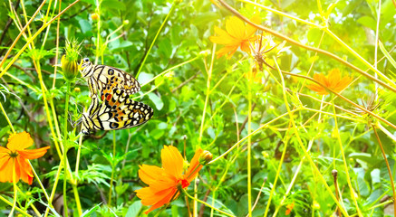 Butterflies mating