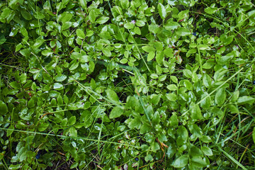 Magic green in the mountains. Picturesque green plants. Mountain landscape. Summer in the mountains. Screensaver. Painting of nature.