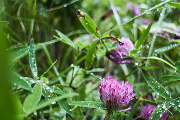 Wildflowers with dew. Summer in the mountains. Screensaver. Painting of nature.