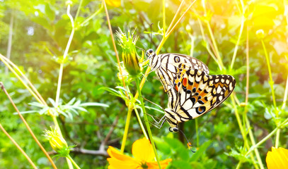 Butterflies mating