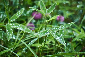 Wildflowers with dew. Summer in the mountains. Screensaver. Painting of nature.