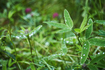 Magic green in the mountains. Picturesque green plants. Mountain landscape. Summer in the mountains. Screensaver. Painting of nature.