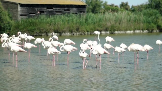 flamingos in water