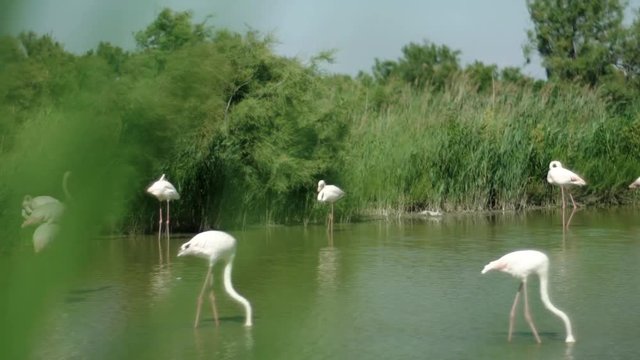 heron in the lake