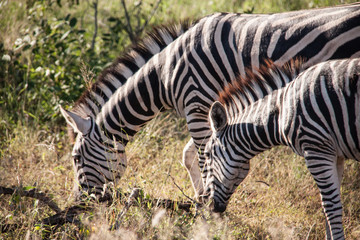 Fototapeta na wymiar Mom and baby Zebra