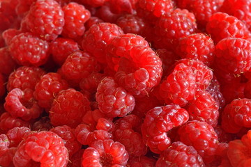 Lots of fresh harvested red ripe juicy sweet raspberry. Background. Close up. Macro