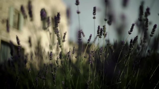 grass and sunset