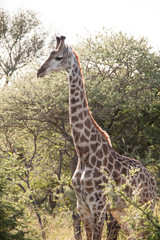 Giraffe standing tall