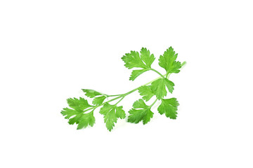 Fresh green parsley isolated