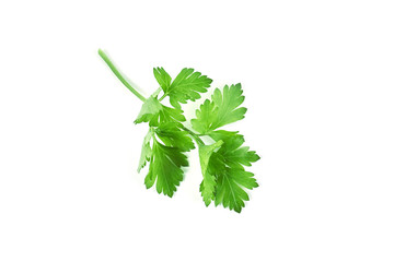 Fresh green parsley isolated