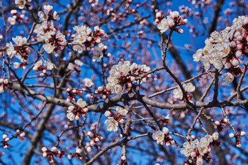 Branch of the cherry blossoms against the blue sky.
