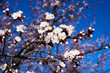 Cherry blossoms with nice background color for adv or others purpose use.  Cherry blossom with blue sky in Spring season. Beautiful flowering fruit trees. Natural  background..