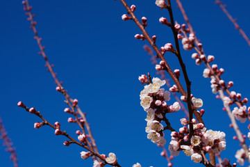 Branches of a blossoming fruit tree with large beautiful buds against a bright blue sky  Cherry or apple blossom in Spring season. Beautiful flowering fruit trees. Natural  background.