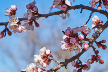 Branches of a blossoming fruit tree with large beautiful buds against a bright blue sky  Cherry or apple blossom in Spring season. Beautiful flowering fruit trees. Natural  background.