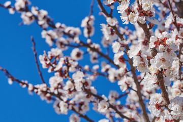 Branches of a blossoming fruit tree with large beautiful buds against a bright blue sky  Cherry or apple blossom in Spring season. Beautiful flowering fruit trees. Natural  background.