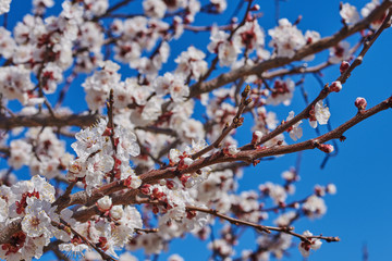 Branches of a blossoming fruit tree with large beautiful buds against a bright blue sky  Cherry or apple blossom in Spring season. Beautiful flowering fruit trees. Natural  background.