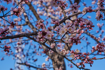 Branches of a blossoming fruit tree with large beautiful buds against a bright blue sky  Cherry or apple blossom in Spring season. Beautiful flowering fruit trees. Natural  background.