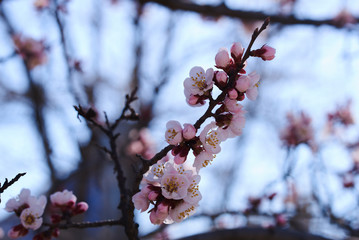 Branches of a blossoming fruit tree with large beautiful buds against a bright blue sky  Cherry or apple blossom in Spring season. Beautiful flowering fruit trees. Natural  background.