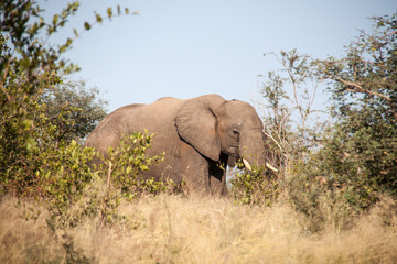 Fototapeta na wymiar Bull Elephant walking through the Brush