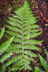 Magic green in the mountains. Picturesque green plants. Mountain landscape. Summer in the mountains. Screensaver. Painting of nature.
