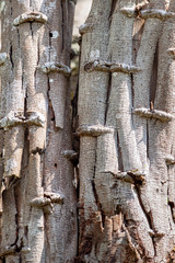 texture d'écorce d'arbre
