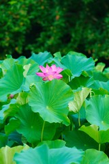 Ancient Lotus blooms in the morning
