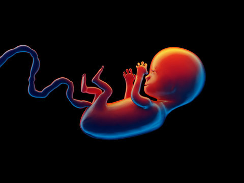 The human embryo.