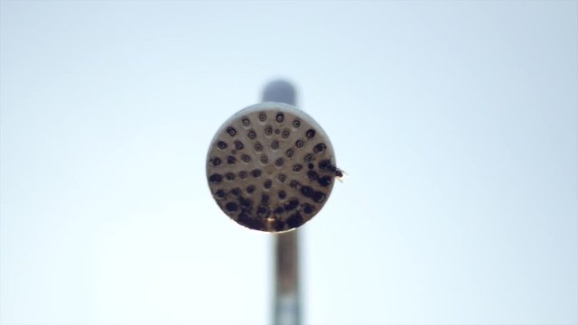 poppy seeds on white background