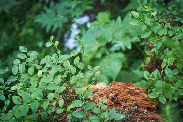 Greenery. Forest green. Summer in the mountains. Screensaver. Painting of nature.