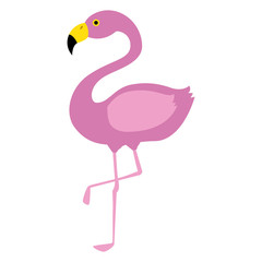exotic bird flamingo natural