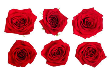 beautiful red rose isolated on white background. Set or collection