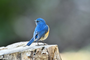 お立ち台のルリビタキ