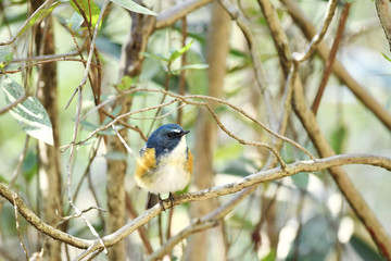 止まり木のルリビタキ