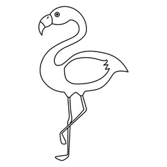 exotic bird flamingo natural